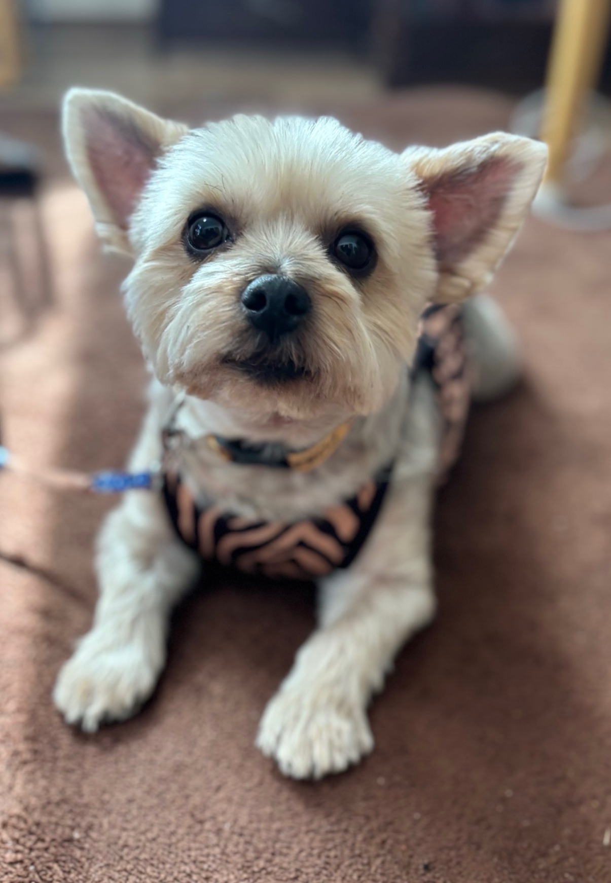 我が家の愛犬③