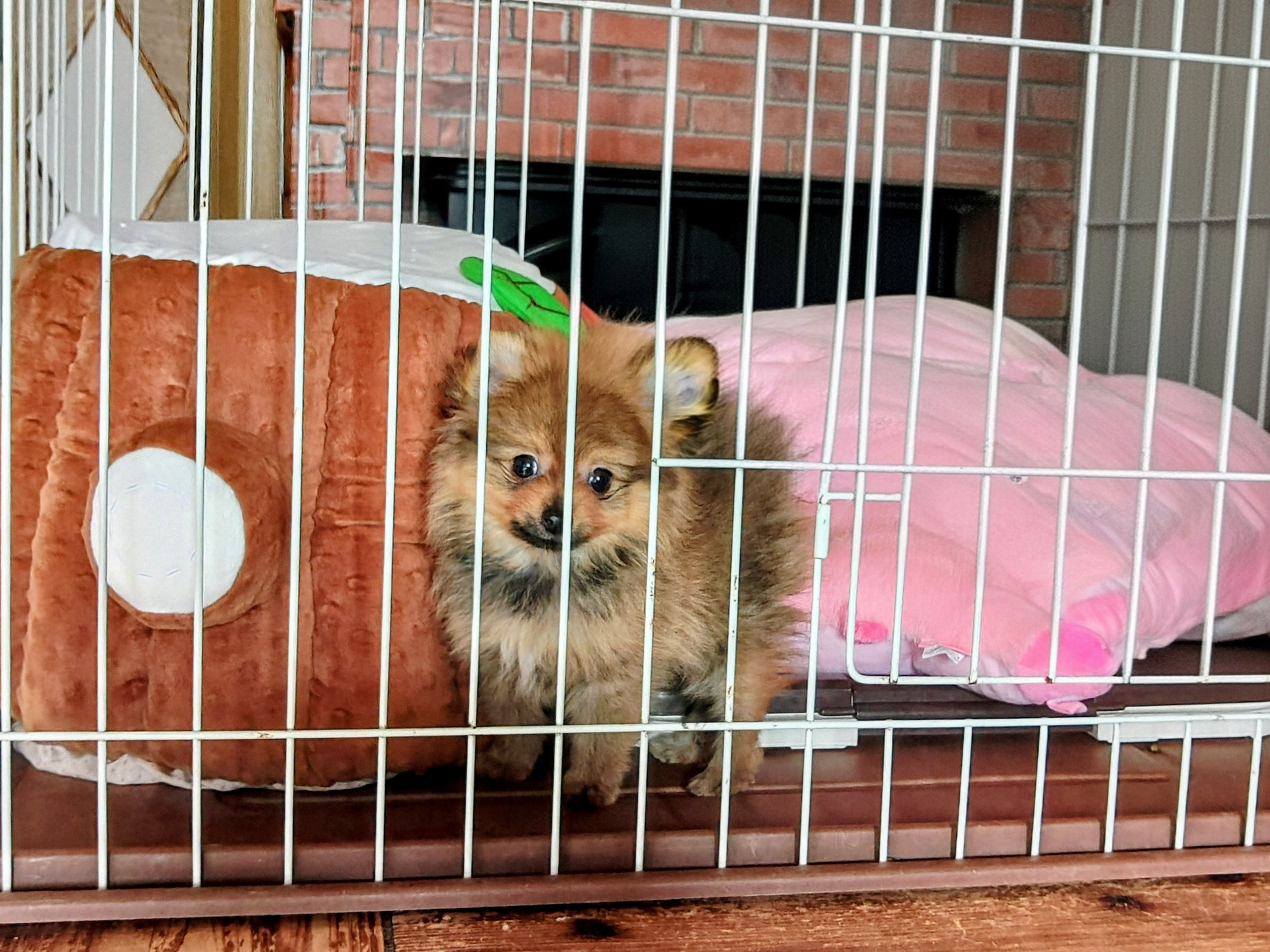 たぬき捕まえた〜