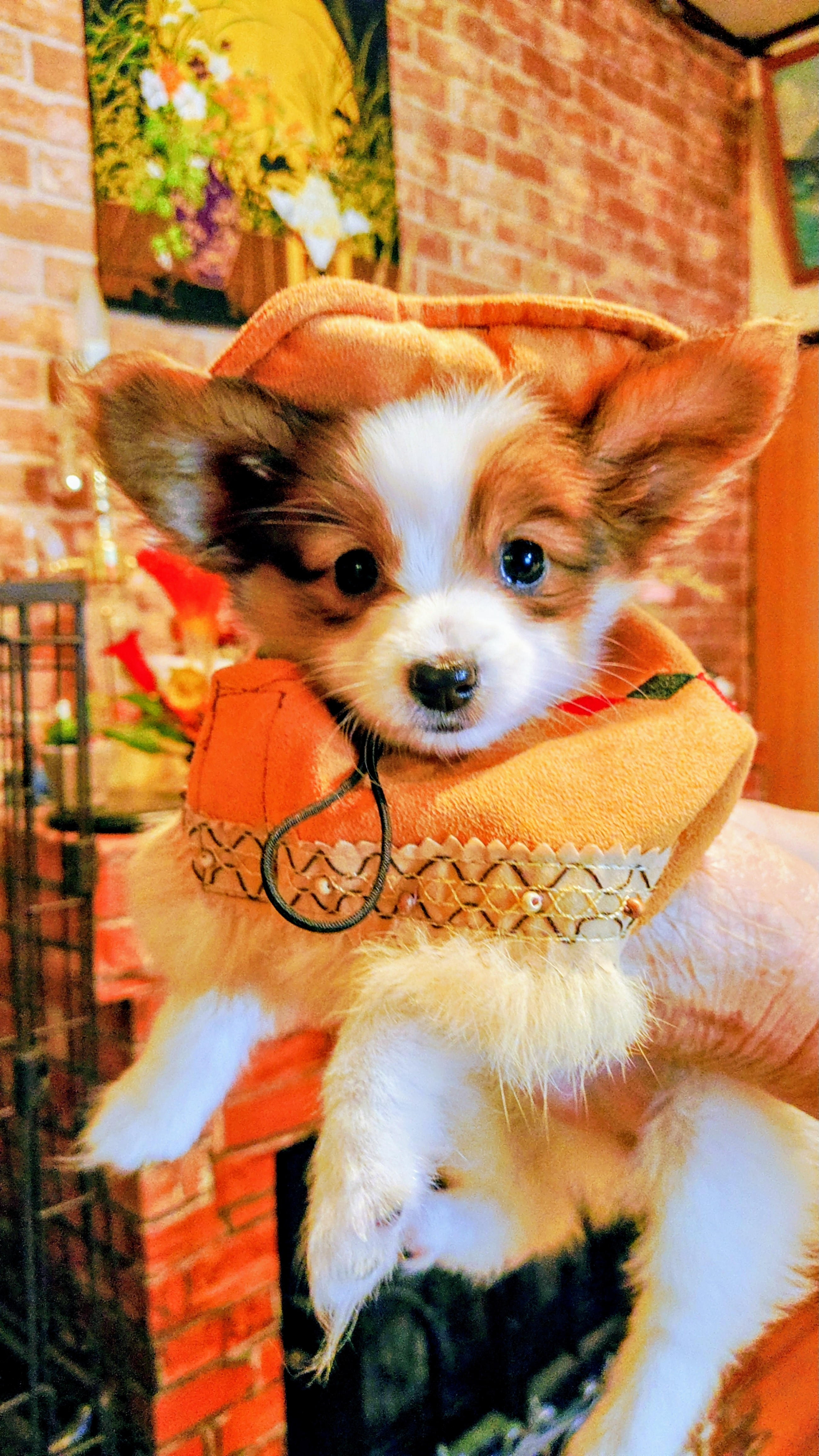 なんちゃってカウガール