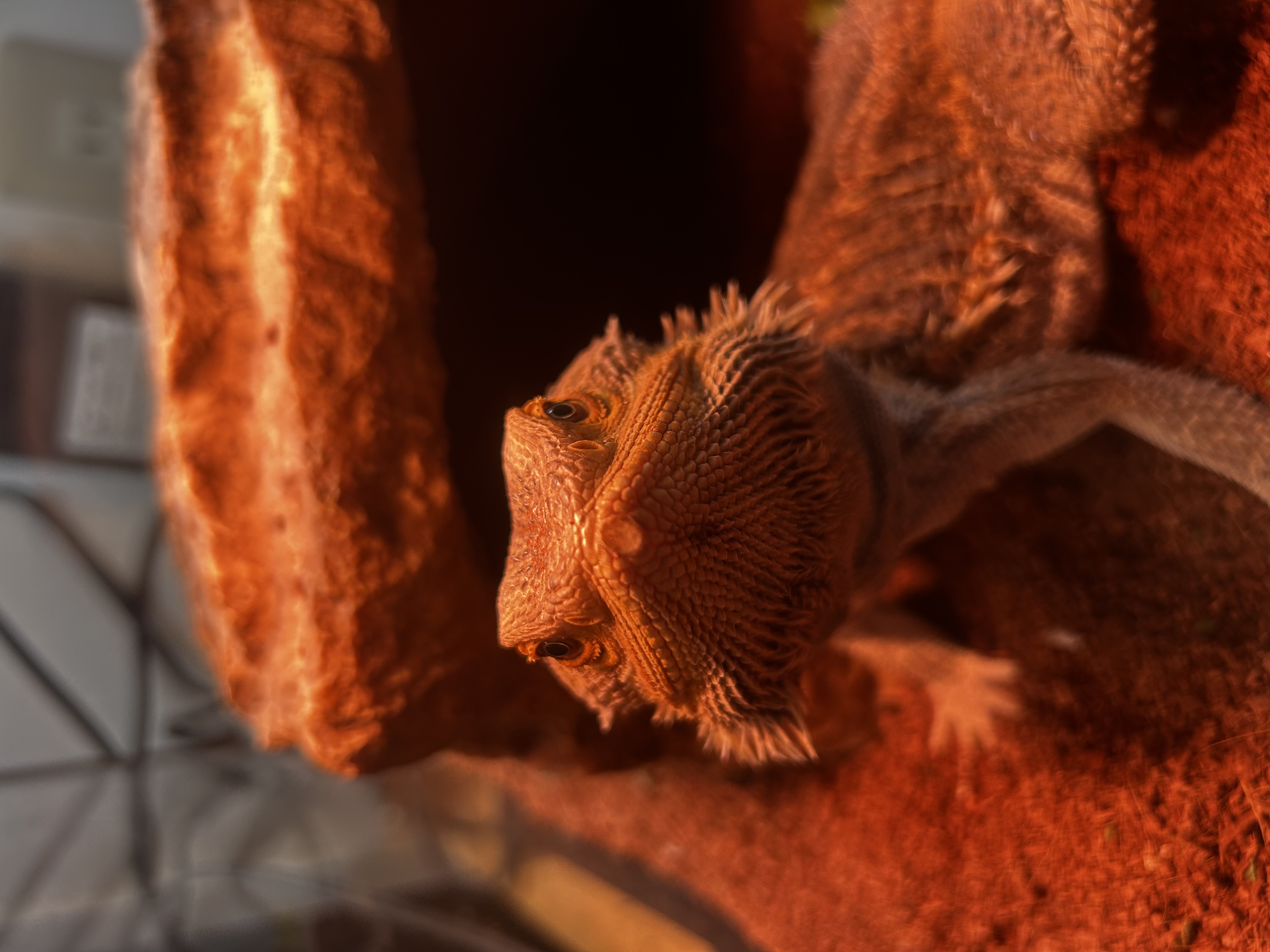 あつすぎて死ぬ