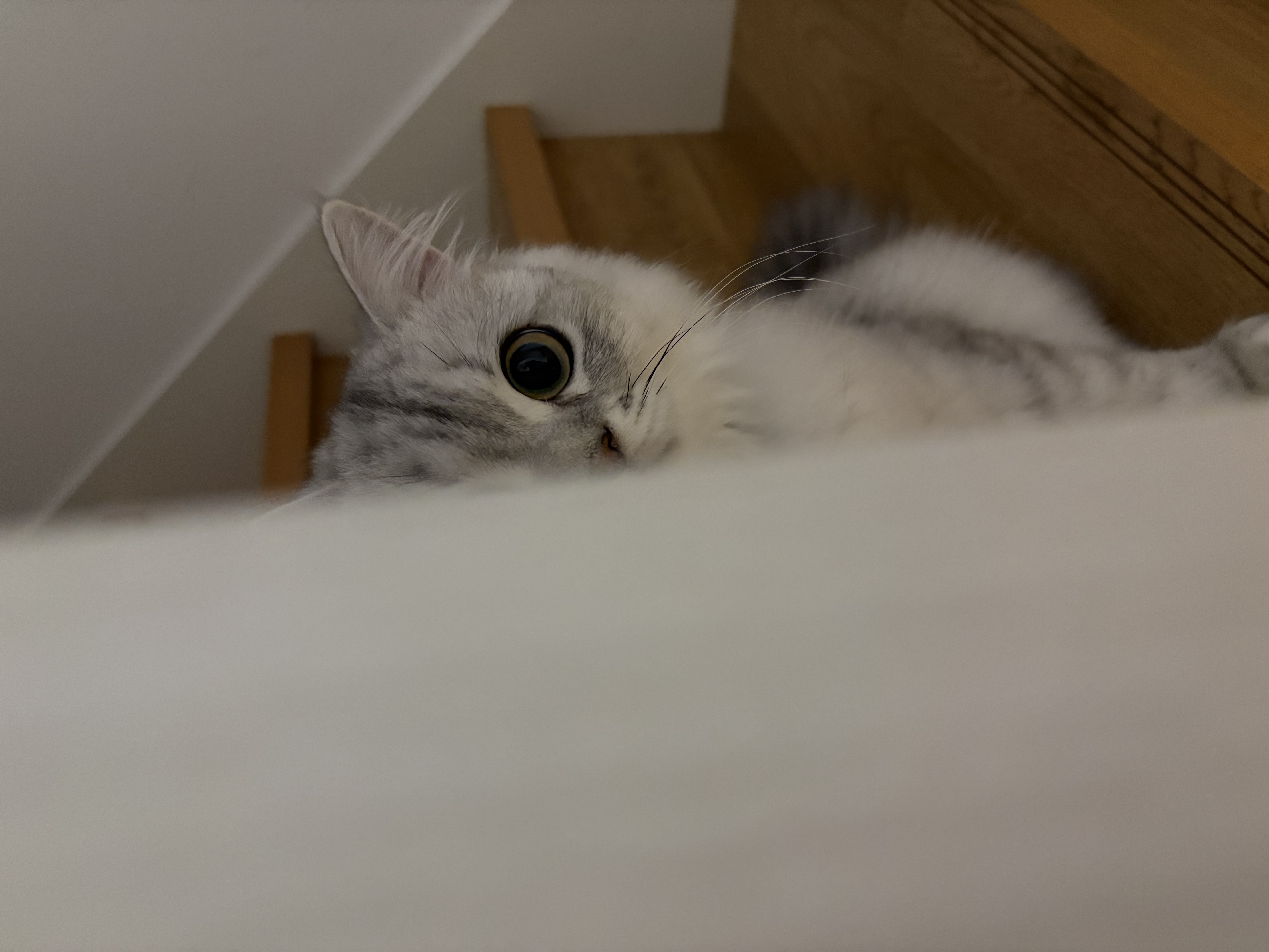 ぼく、ここにいるよ？