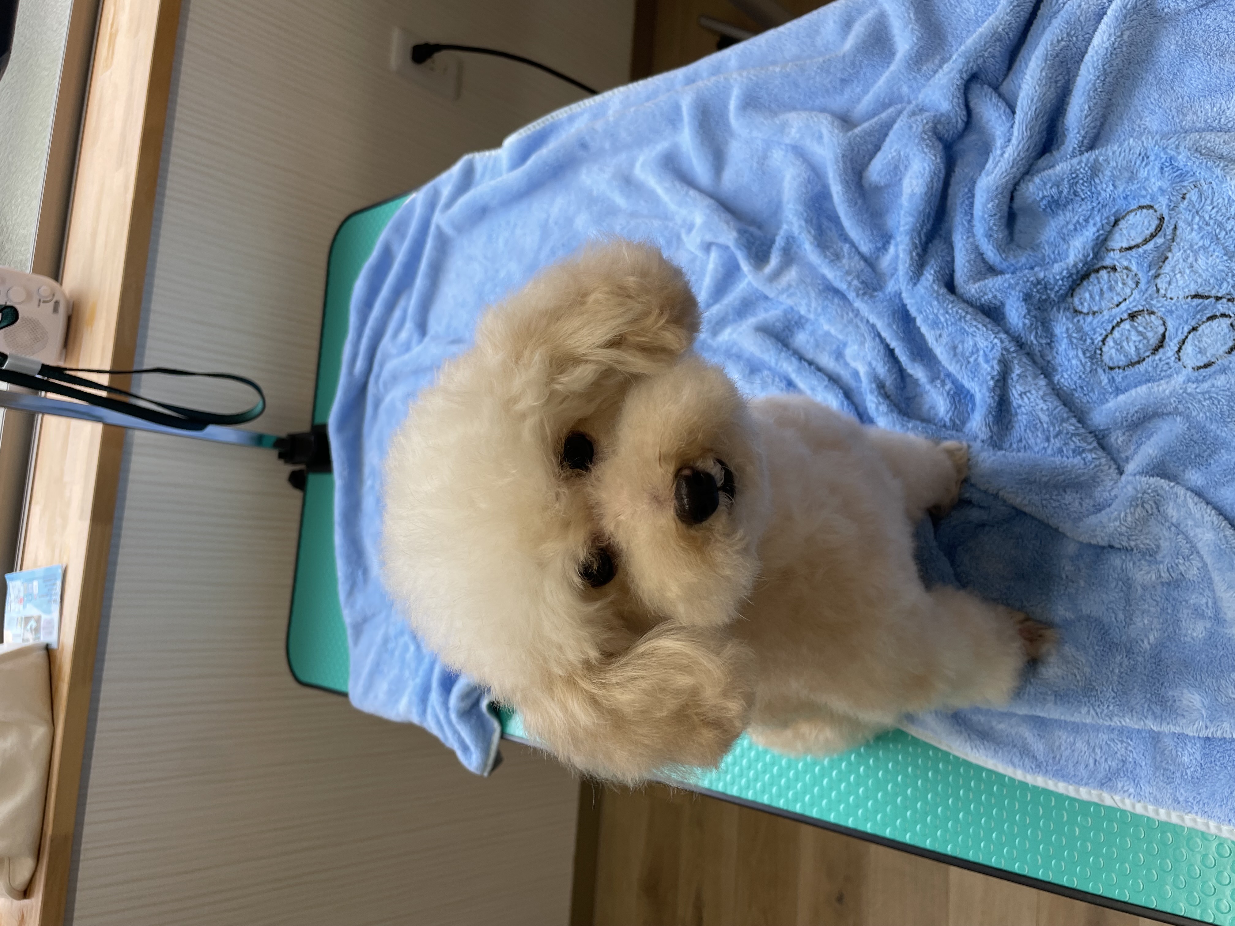 甘えん坊の眼差し①