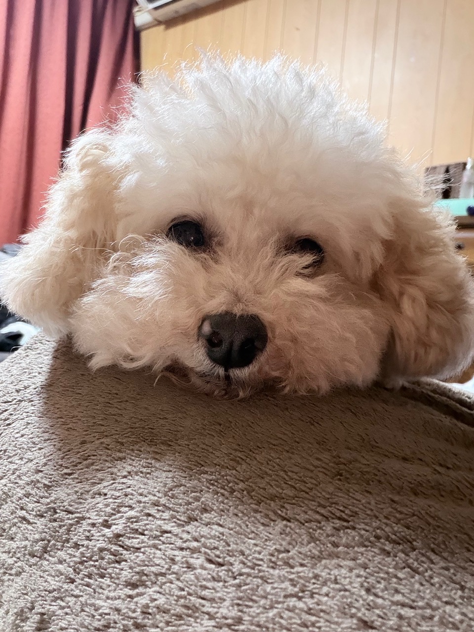 甘えん坊の眼差し②