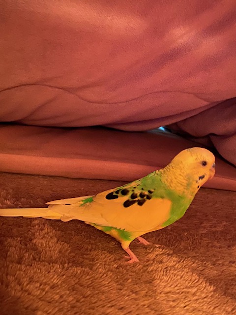 こたつの冒険①