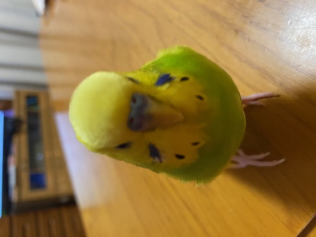 こたつの冒険③