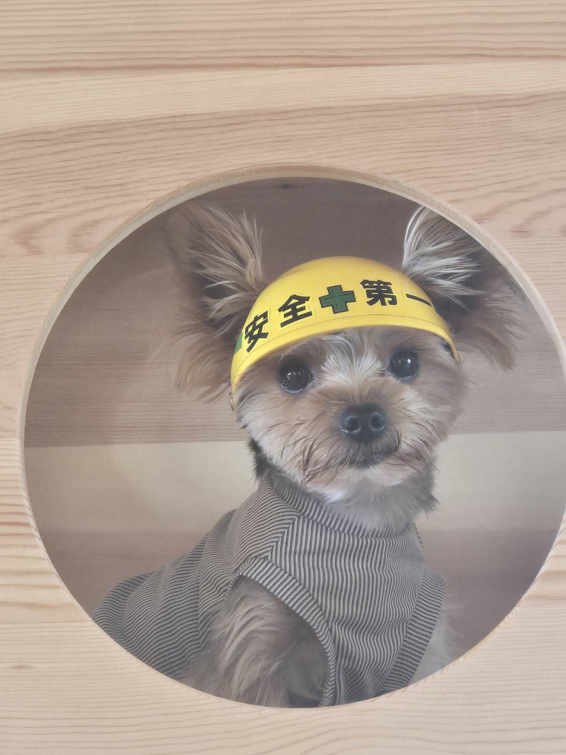 現場監督だワン