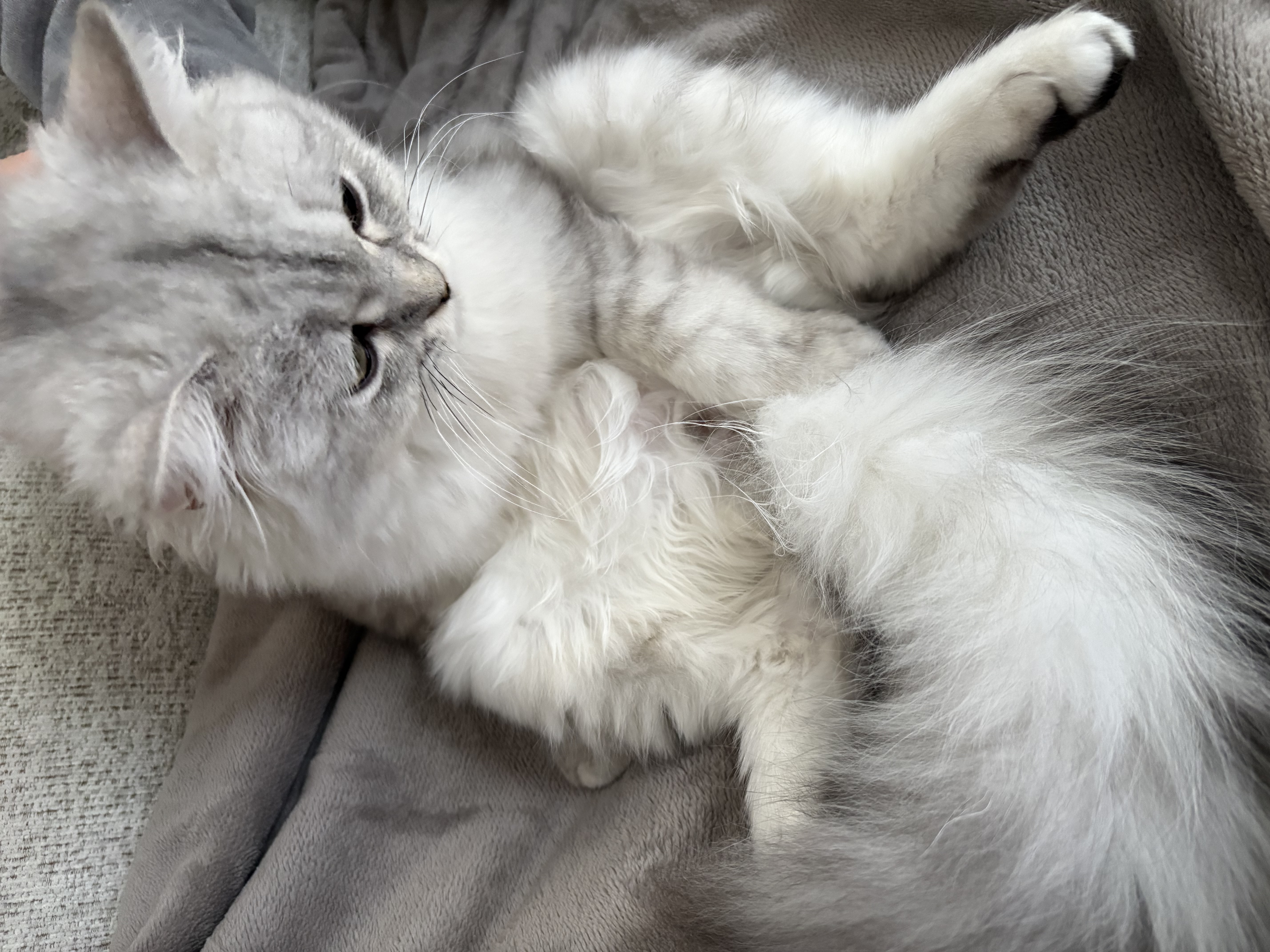 ボクちゃんと座ってるよ