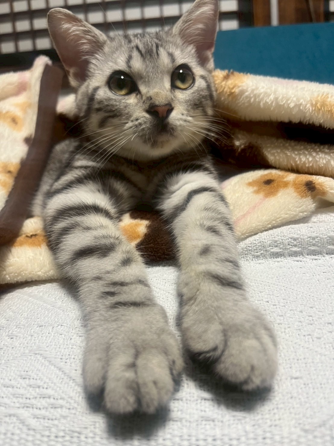 爪伸びてないよ！