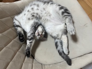 イナバウアー