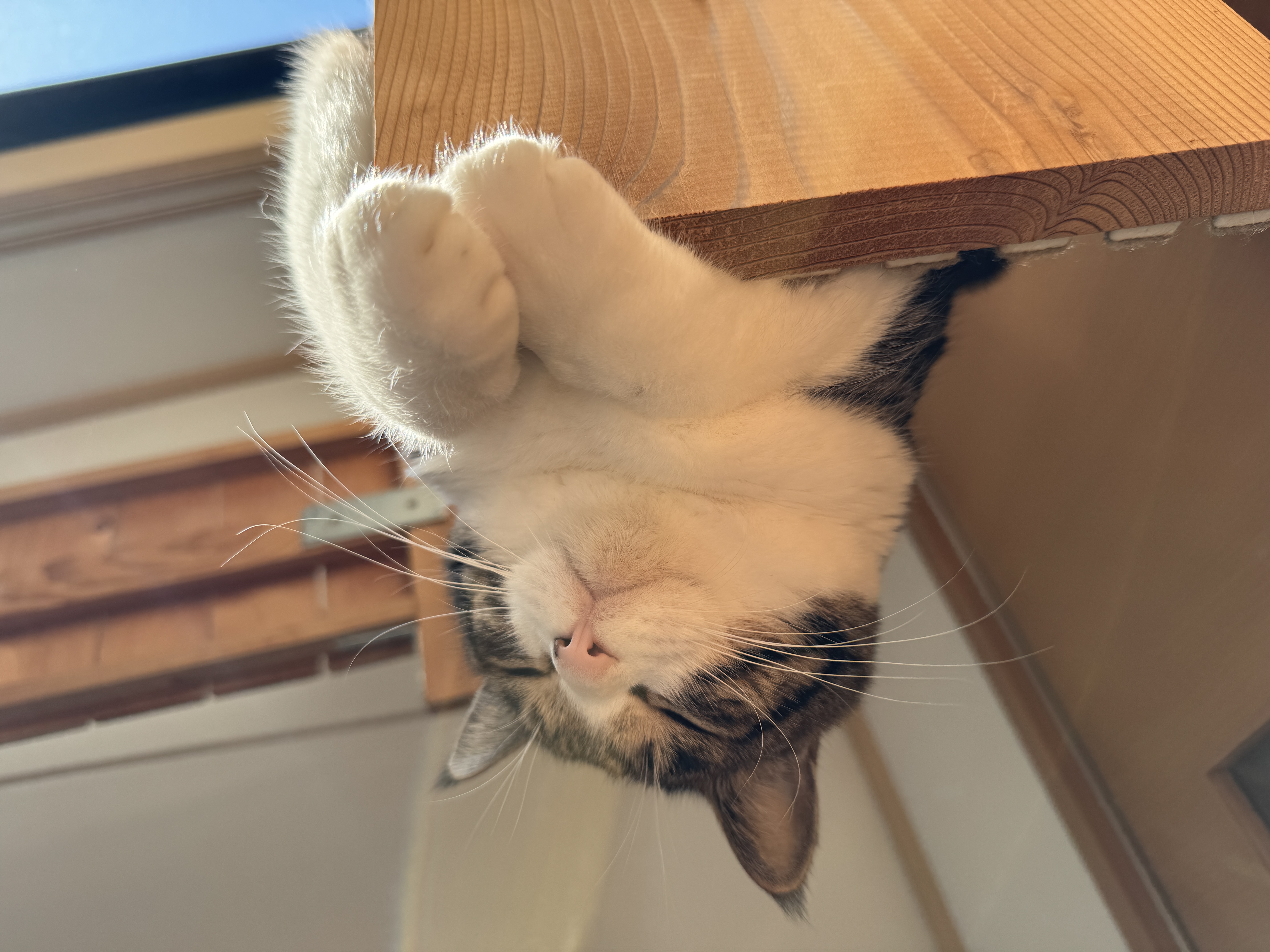 おてて、ぽとん。