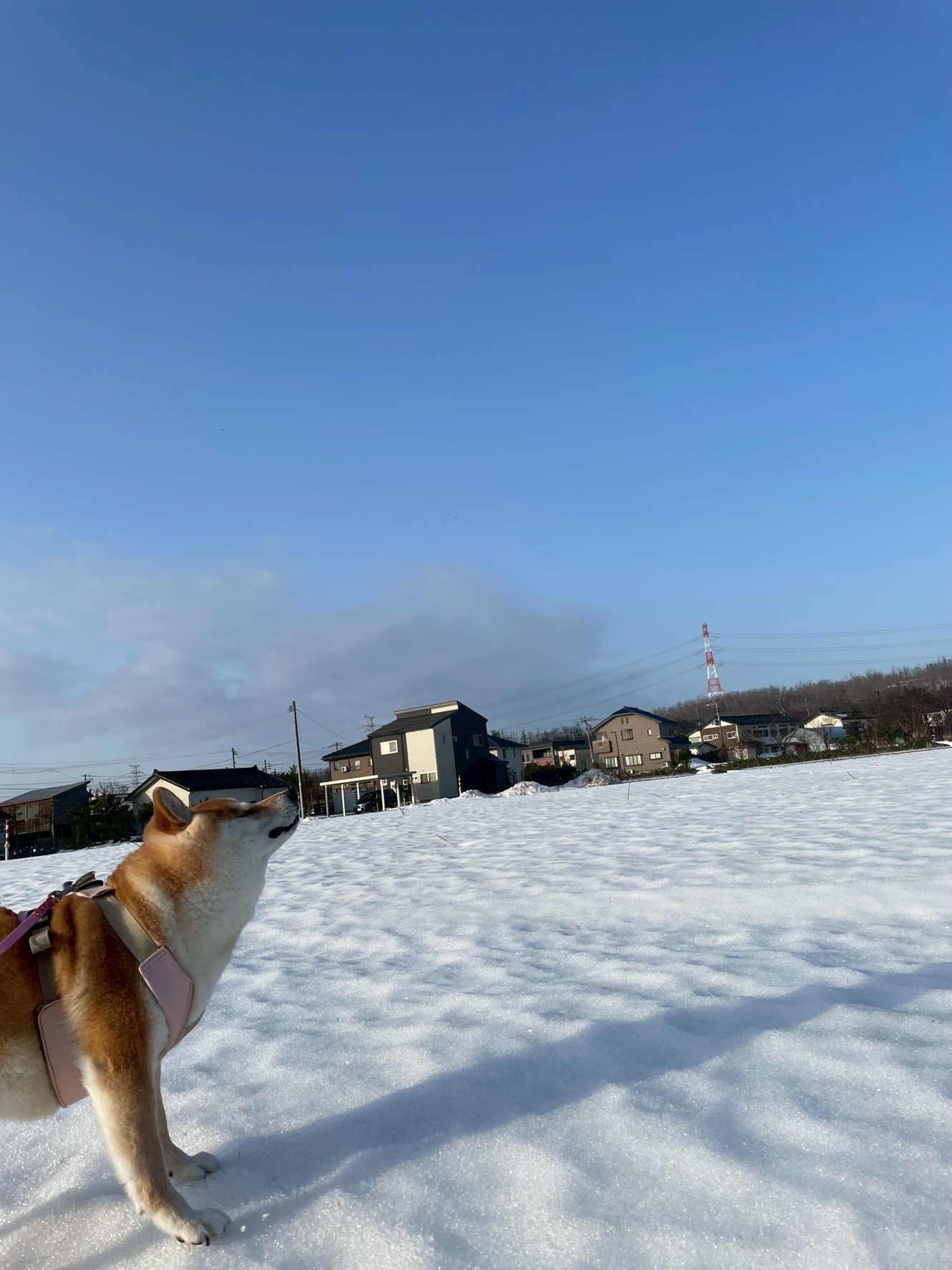 我が家の愛娘　はなちゃん2