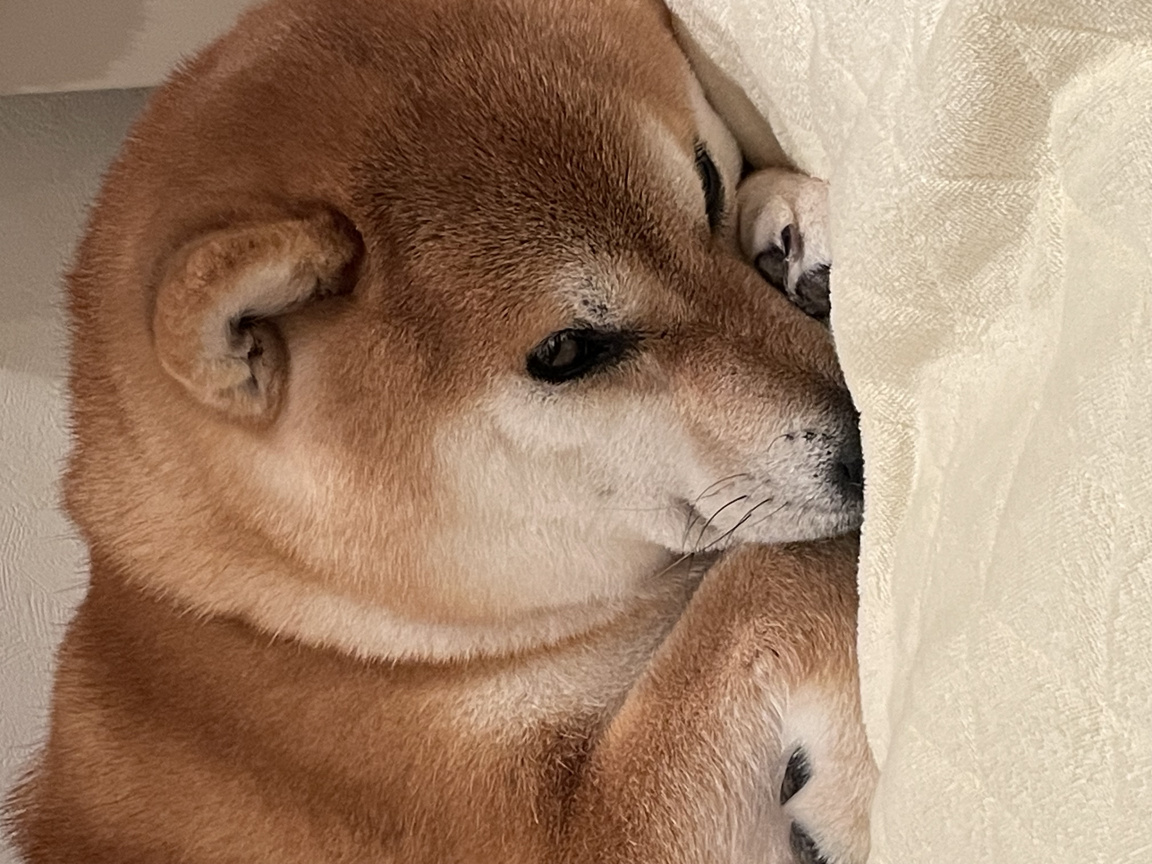 我が家の愛娘　はなちゃん3