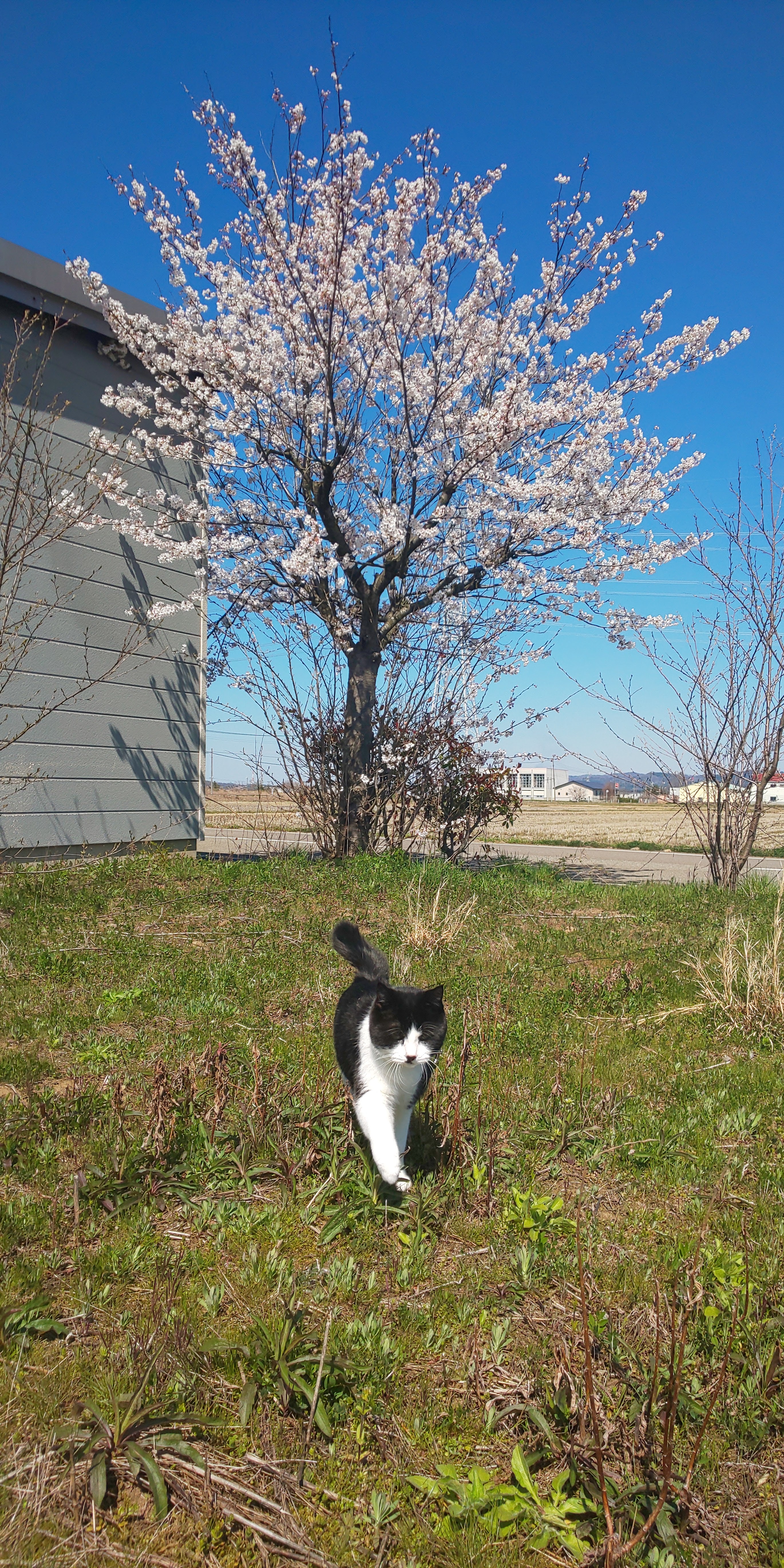 りんごおいでー!!